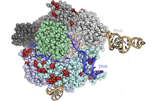 Cas9 molecule